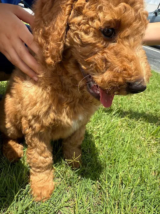 Fido Vet Hospital + Urgent Care Picture 4