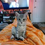 Banfield Pet Hospital
