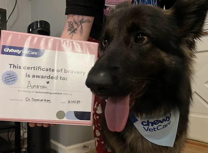 Chewy Vet Care Halcyon Picture 4