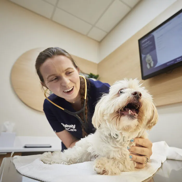 Chewy Vet Care Halcyon Picture 5