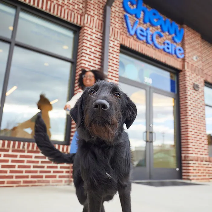 Chewy Vet Care Halcyon Picture 3