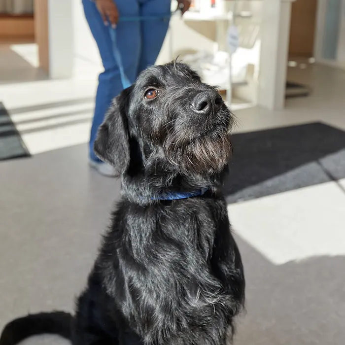 Chewy Vet Care Halcyon Picture 9