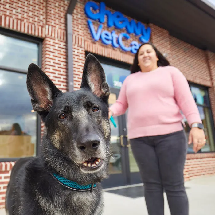 Chewy Vet Care Halcyon Picture 8