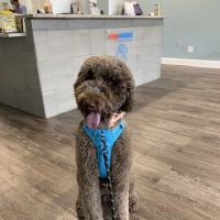 easyvet Veterinarian Alpharetta ico