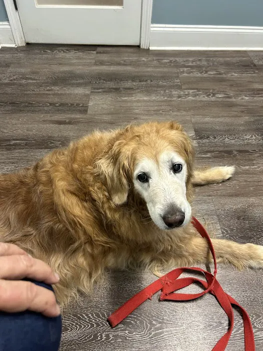 easyvet Veterinarian Alpharetta Picture 3