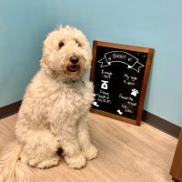 Edgewater Animal Hospital ico