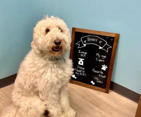 Edgewater Animal Hospital