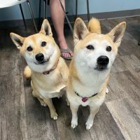 easyvet Veterinarian Cumming ico