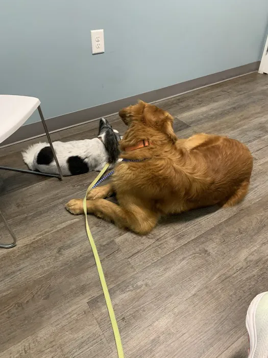 easyvet Veterinarian Cumming Picture 8
