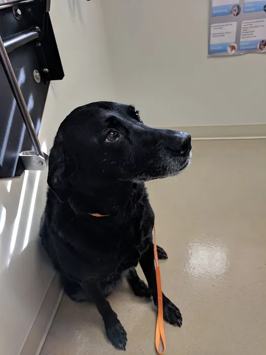 Pleasure Island Animal Hospital Picture 4