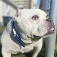 Pleasure Island Animal Hospital ico