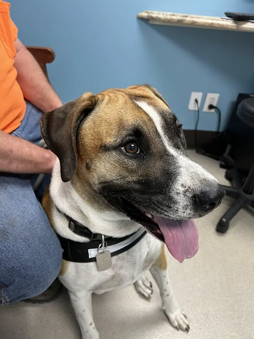 Pleasure Island Animal Hospital Picture 5