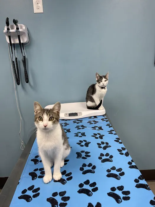 Pleasure Island Animal Hospital Picture 8