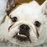 River Road Animal Hospital