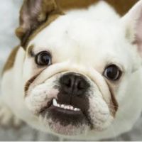 River Road Animal Hospital ico