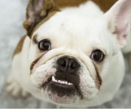 River Road Animal Hospital