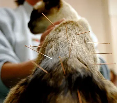 River Road Animal Hospital Picture 5