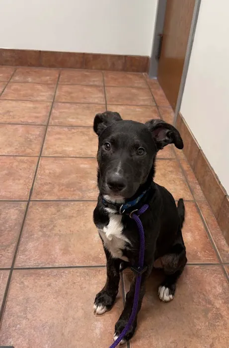 Companion Animal Hospital Picture 2