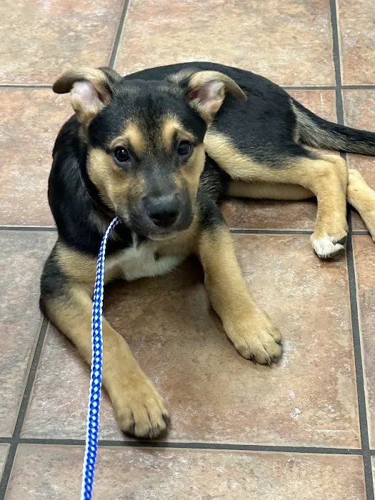 Companion Animal Hospital Picture 3