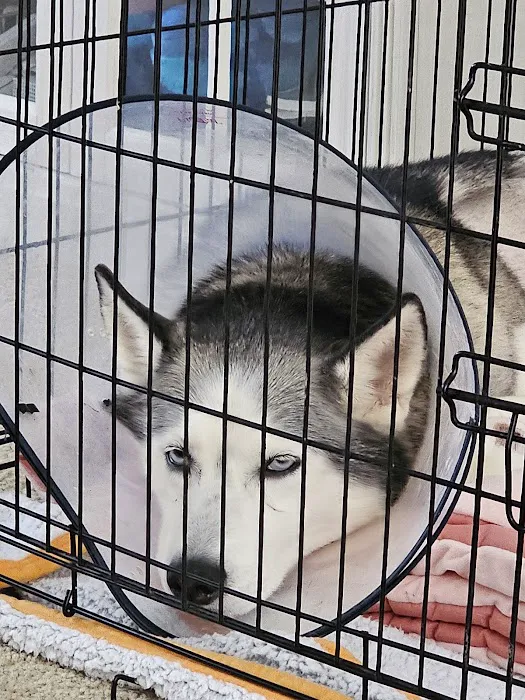 Companion Animal Hospital Picture 4