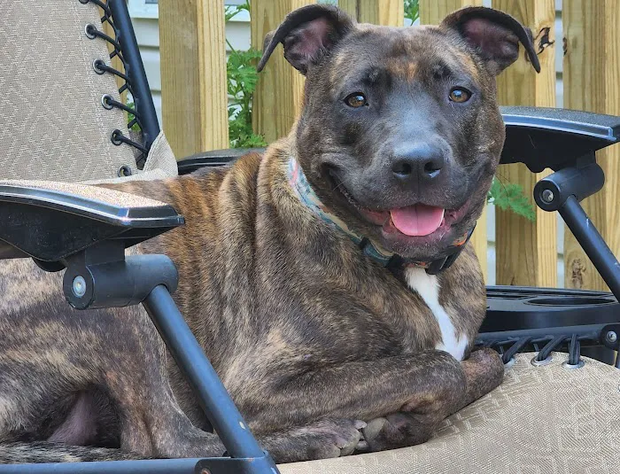 Companion Animal Hospital Picture 6