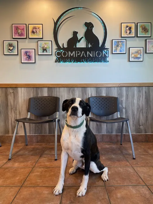 Companion Animal Hospital Picture 8