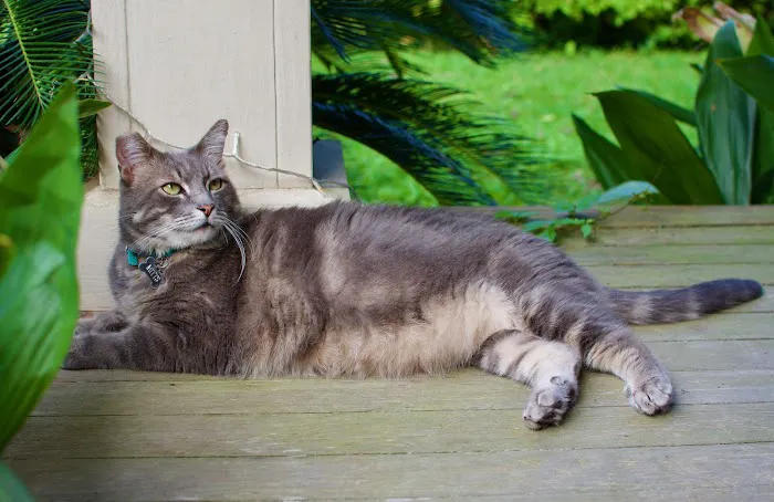 Vision Vets For Pets Picture 5