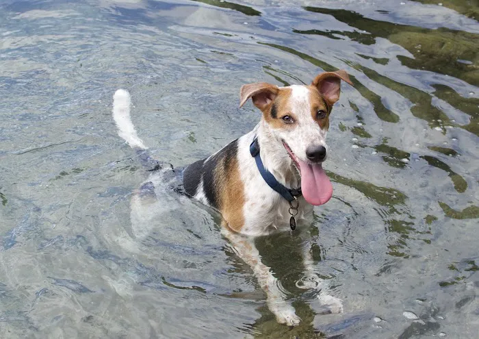 Vision Vets For Pets Picture 1
