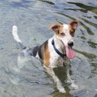 Vision Vets For Pets ico