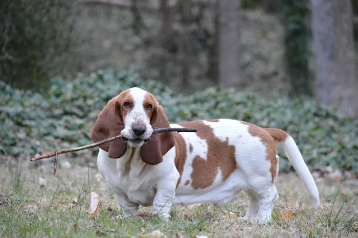 Vision Vets For Pets Picture 2