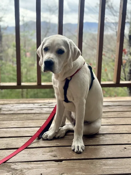 Asheville Highway Animal Hospital, LLC Picture 4