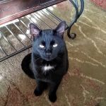 Asheville Highway Animal Hospital, LLC