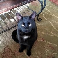 Asheville Highway Animal Hospital, LLC ico