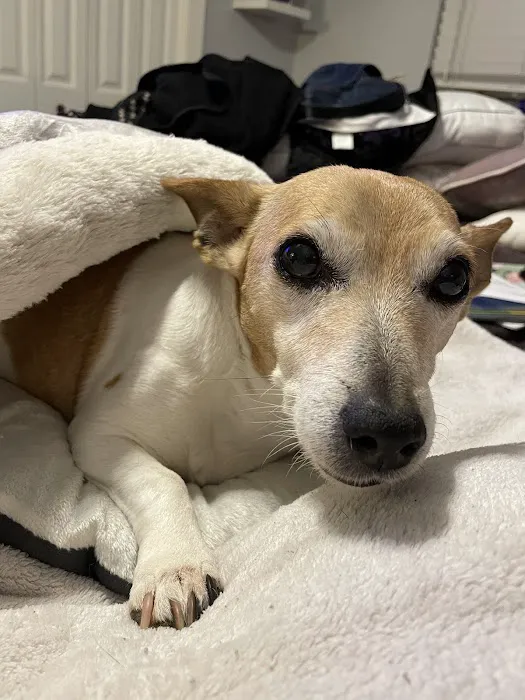 Asheville Highway Animal Hospital, LLC Picture 5