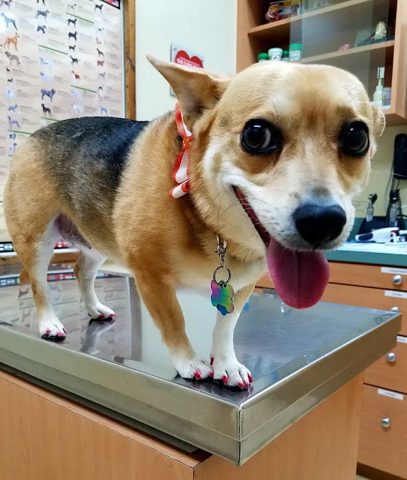 Asheville Highway Animal Hospital, LLC Picture 7