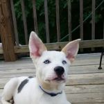 Asheville Highway Animal Hospital: Kendrick Ricardo DVM