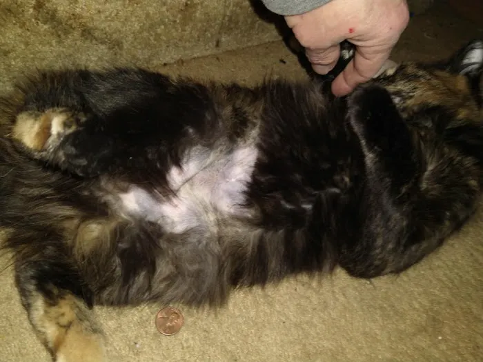 Claws and Paws 4 a Cause Picture 1