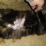Claws and Paws 4 a Cause