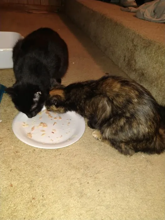 Claws and Paws 4 a Cause Picture 2