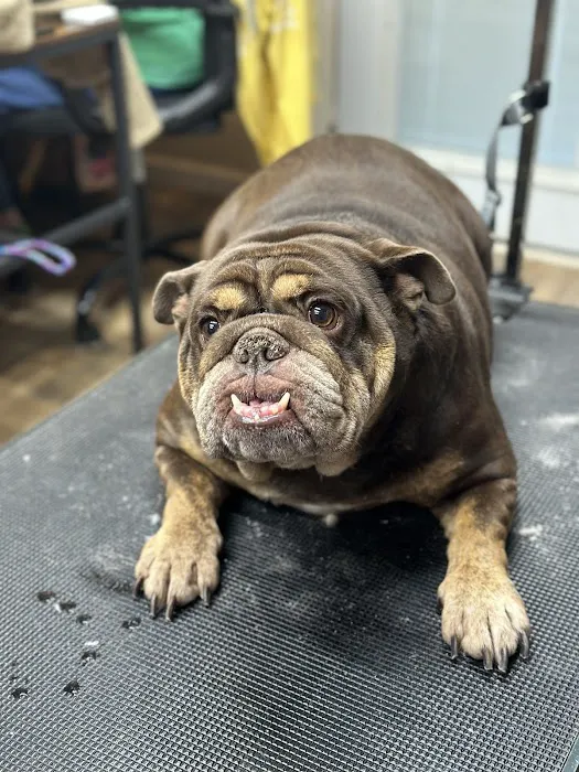 White Pine Veterinary Practice Picture 1
