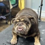 White Pine Veterinary Practice