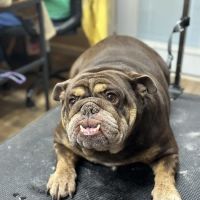 White Pine Veterinary Practice ico
