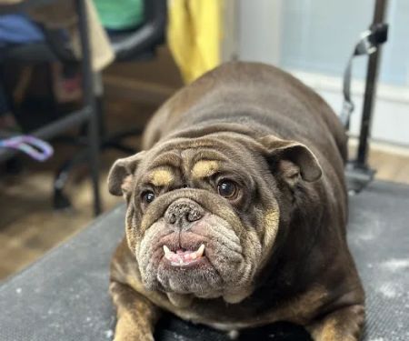 White Pine Veterinary Practice