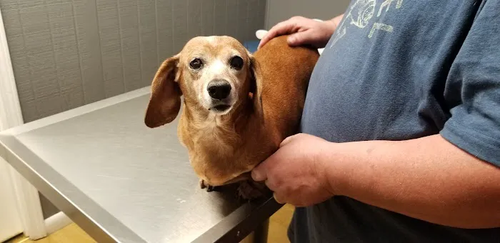 White Pine Veterinary Practice Picture 3