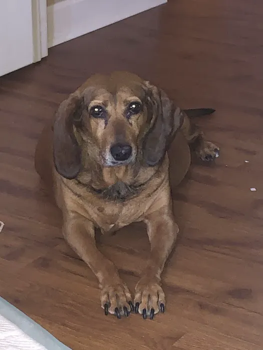 Dandridge Animal Hospital Picture 1