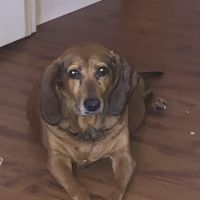Dandridge Animal Hospital ico