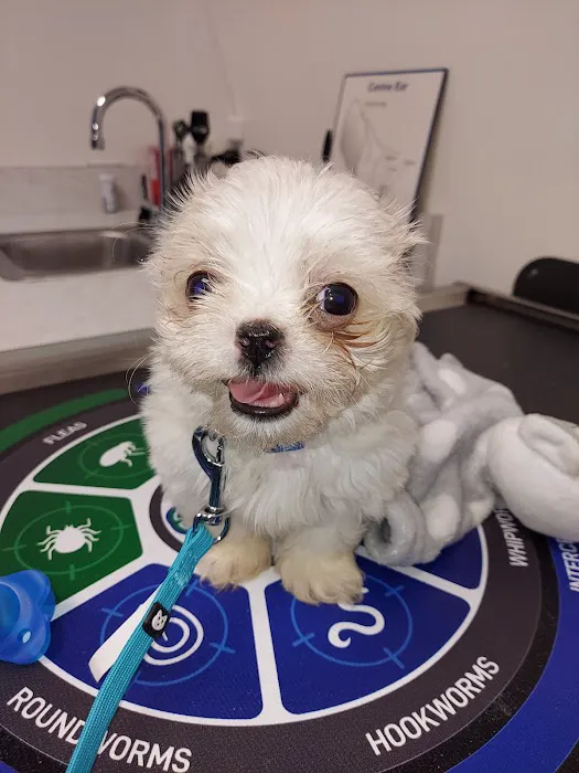 Dandridge Animal Hospital Picture 4