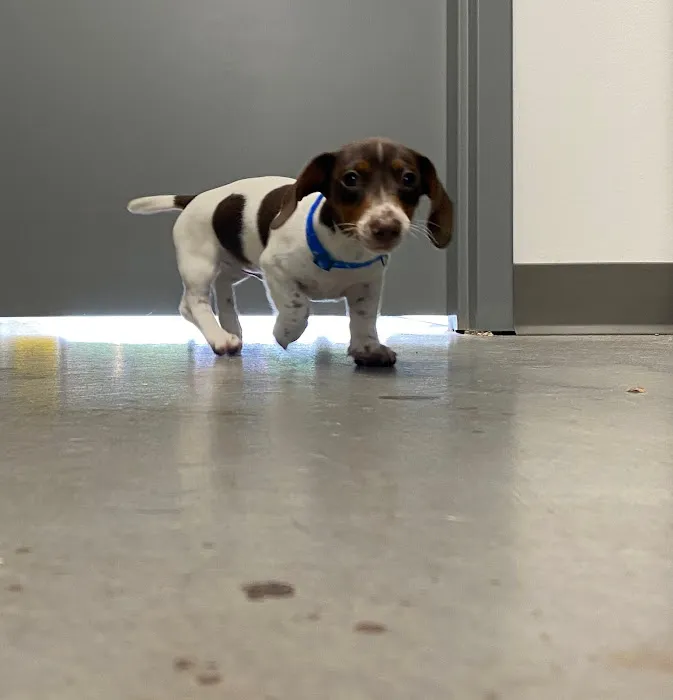 Dandridge Animal Hospital Picture 6