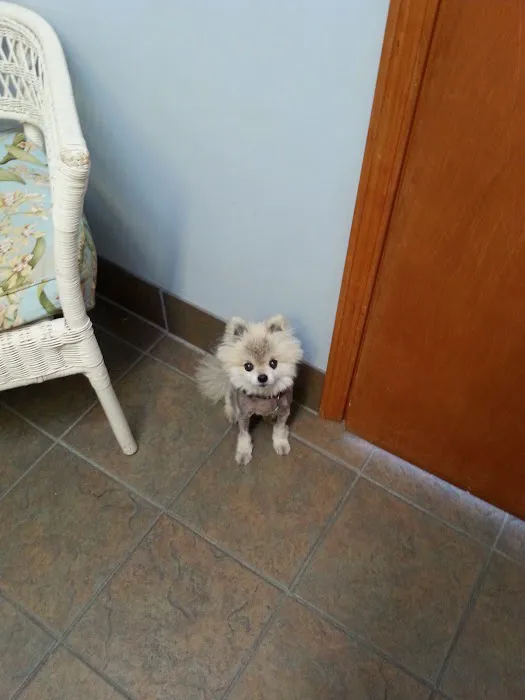 Town & Country Animal Hospital Picture 4