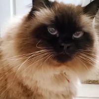 Town & Country Animal Hospital ico